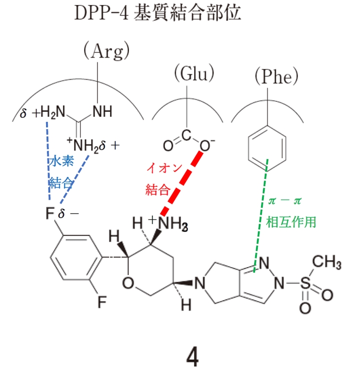 オマリグリプチンの構造 dpp4の基質結合部位との相互作用 106回薬剤師国家試験問211